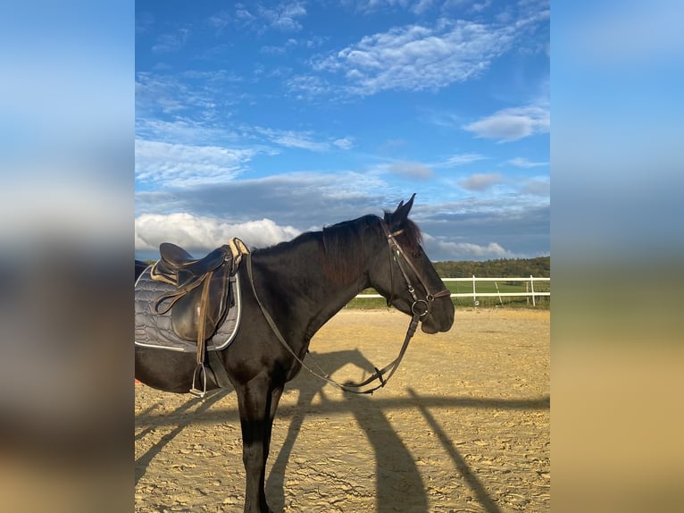 Anglo-Karachai Sto 5 år 144 cm Svart in Rehlingen-Siersburg