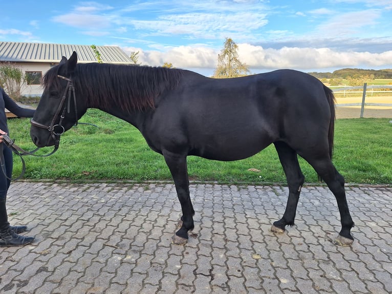 Anglo-Karachai Sto 5 år 144 cm Svart in Rehlingen-Siersburg