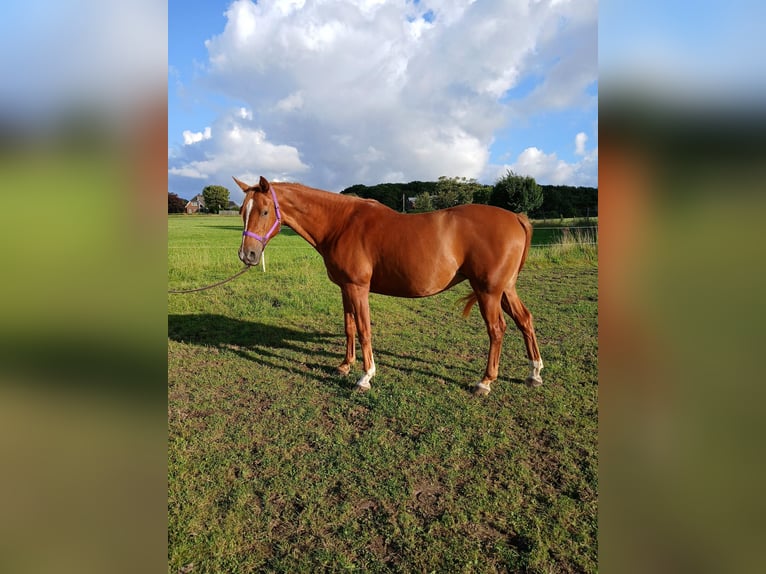Angloarab Shagya Klacz 11 lat 153 cm Kasztanowata in Gl&#xFC;cksburg