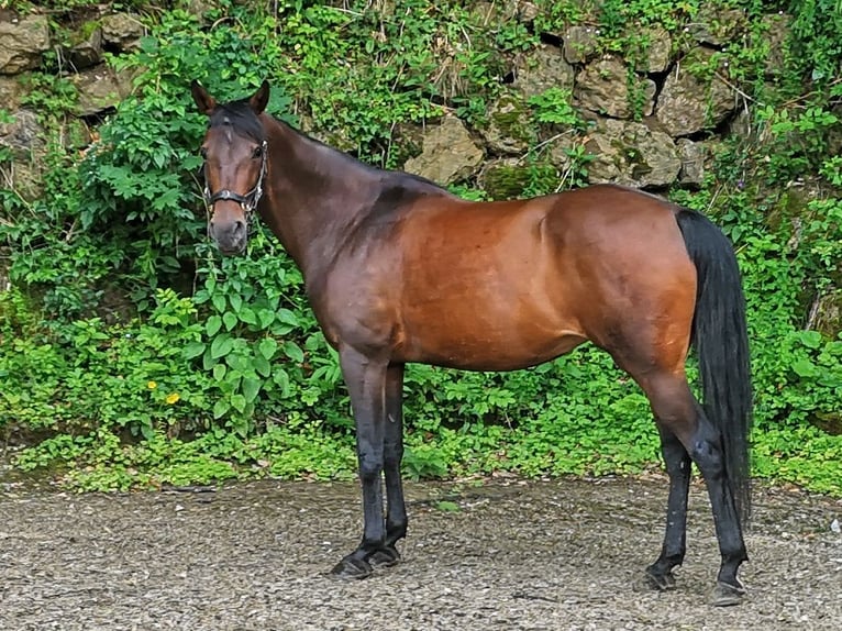 Angloarab Shagya Klacz 11 lat 155 cm Gniada in Füllenberg