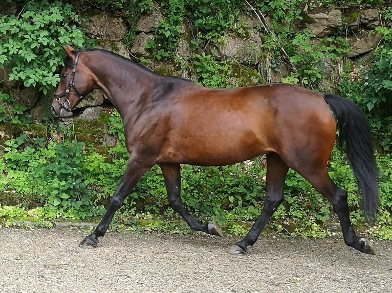 Angloarab Shagya Klacz 11 lat 155 cm Gniada in Füllenberg