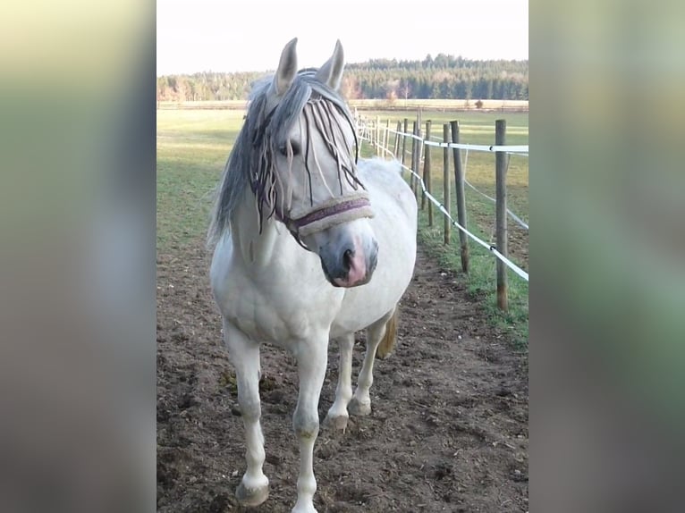 Angloarab Shagya Klacz 14 lat 155 cm Siwa in Winterlingen