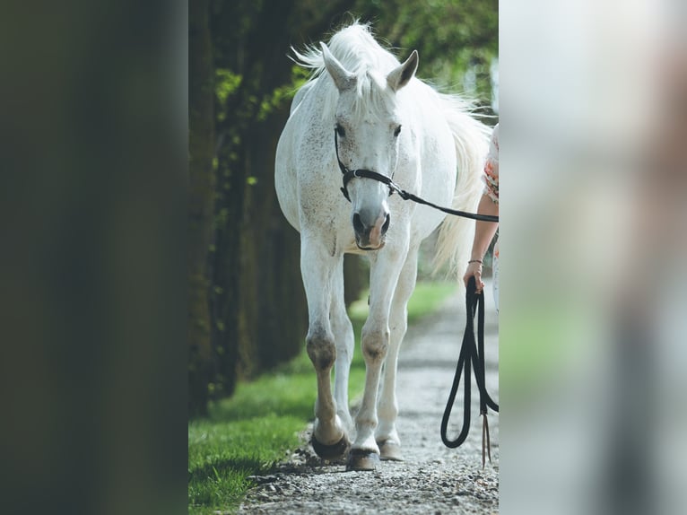 Angloarab Shagya Klacz 14 lat 155 cm Siwa w hreczce in Győr