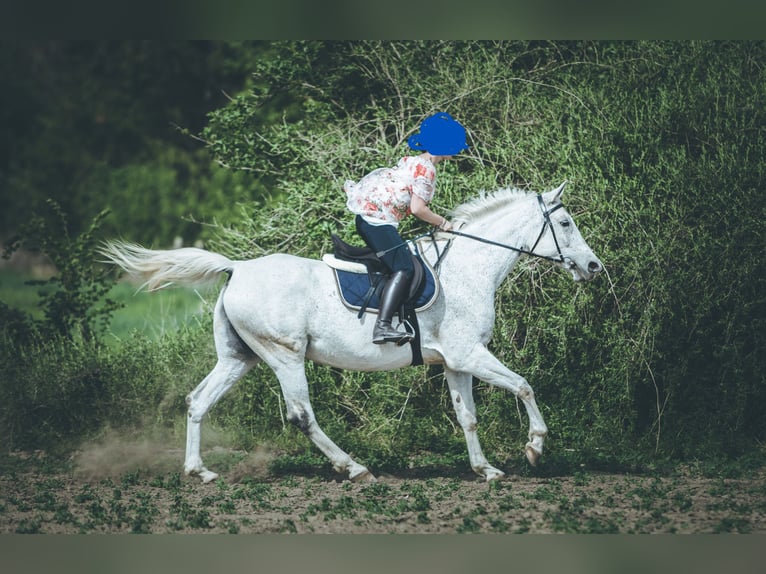 Angloarab Shagya Klacz 14 lat 155 cm Siwa w hreczce in Győr