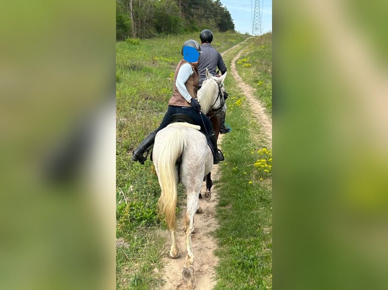 Angloarab Shagya Klacz 14 lat 155 cm Siwa w hreczce in Győr