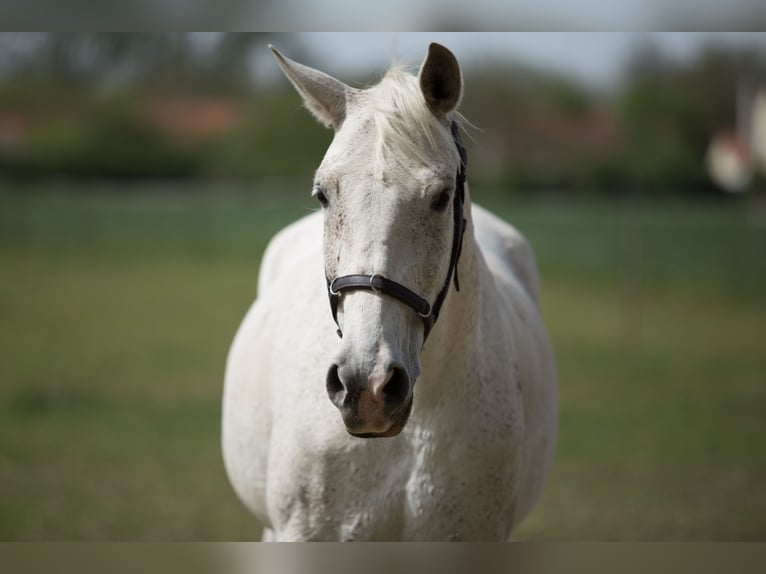 Angloarab Shagya Klacz 14 lat 155 cm Siwa w hreczce in Győr