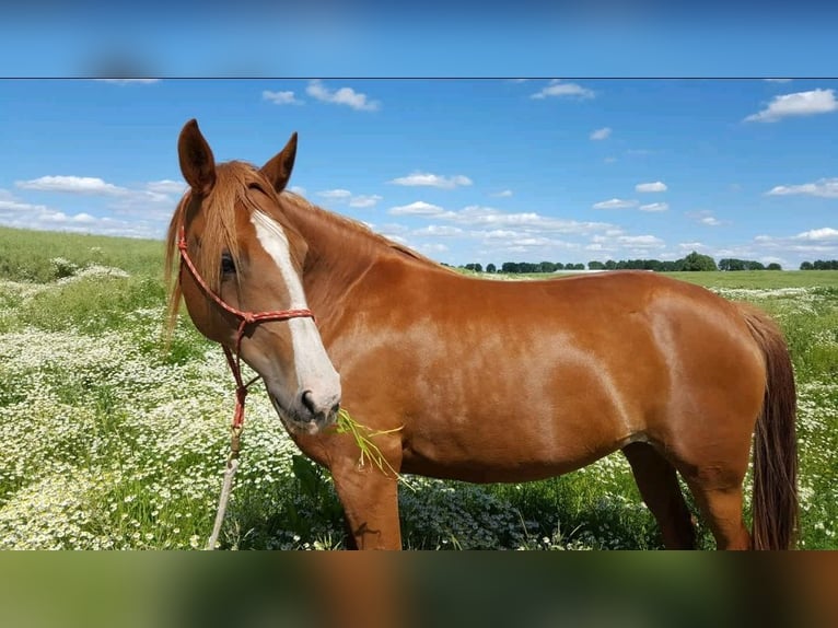 Angloarab Shagya Klacz 15 lat 157 cm Kasztanowata in Güstrow