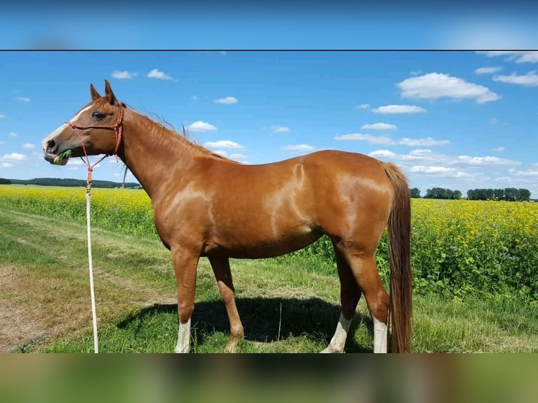 Angloarab Shagya Klacz 15 lat 157 cm Kasztanowata in Güstrow