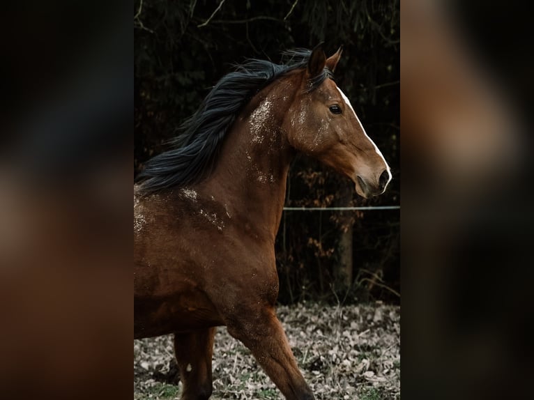 Angloarab Shagya Klacz 16 lat 150 cm Gniada in Daruvar
