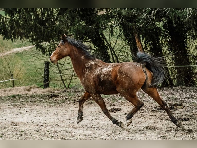Angloarab Shagya Klacz 16 lat 150 cm Gniada in Daruvar