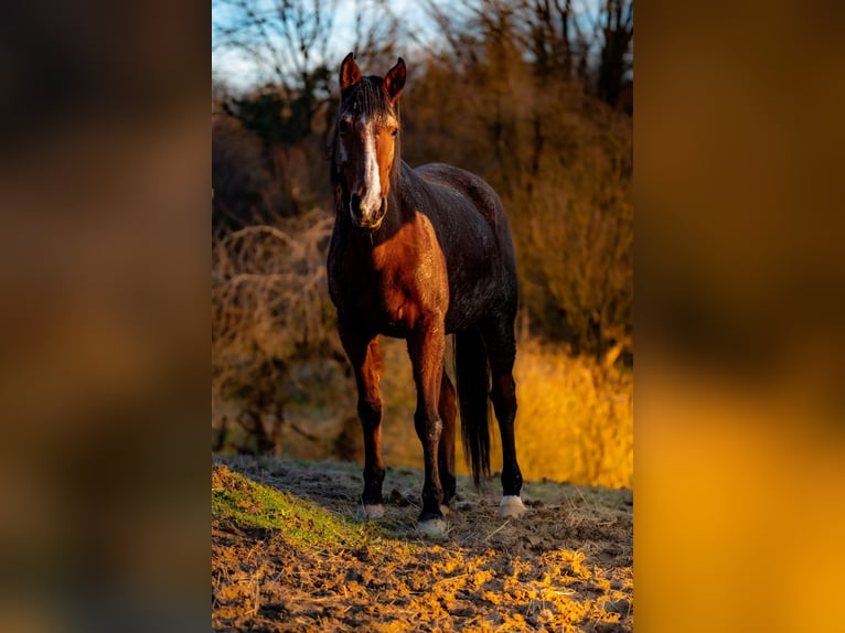 Angloarab Shagya Klacz 16 lat 150 cm Gniada in Daruvar