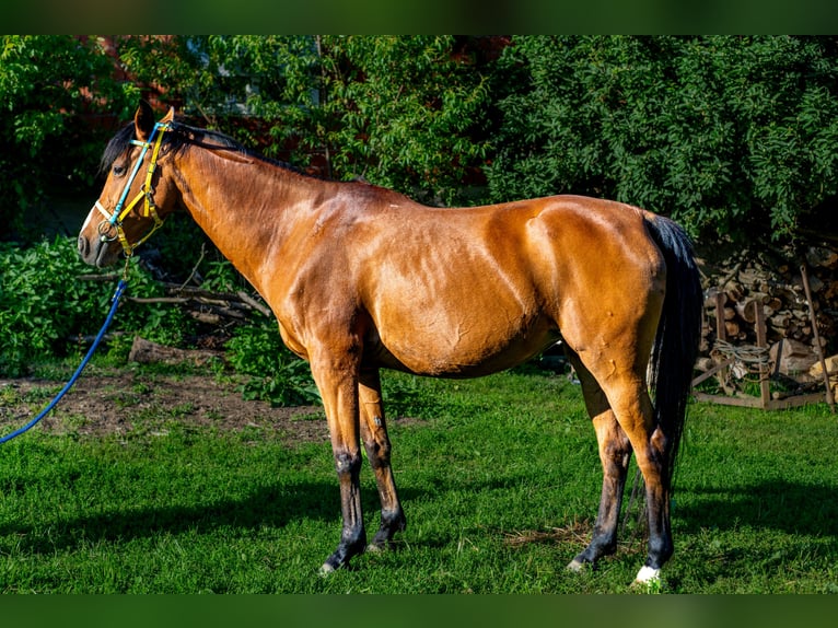 Angloarab Shagya Klacz 16 lat 150 cm Gniada in Daruvar