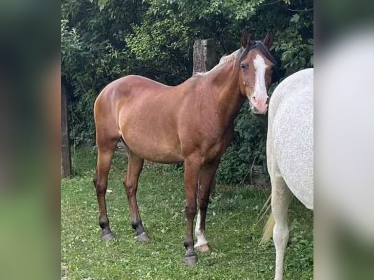 Angloarab Shagya Klacz 19 lat 150 cm Gniada in Tiefenbach