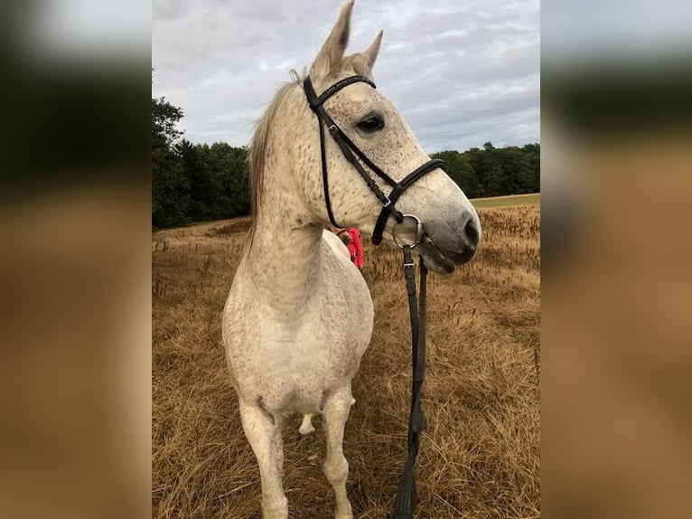 Angloarab Shagya Klacz 19 lat 160 cm Siwa jabłkowita in Schorfheide / Groß Schönebeck