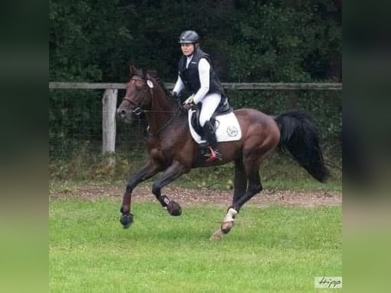 Angloarab Shagya Klacz 1 Rok 157 cm Może być siwy in Rotenburg an der Fulda