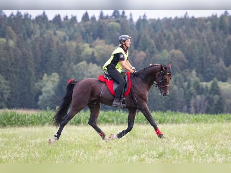 Angloarab Shagya Klacz 1 Rok 157 cm Może być siwy in Rotenburg an der Fulda