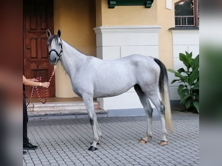 Angloarab Shagya Klacz 1 Rok 157 cm Może być siwy in Rotenburg an der Fulda