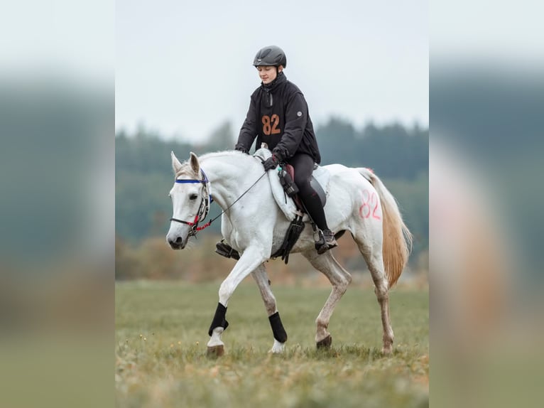 Angloarab Shagya Klacz 1 Rok 157 cm Może być siwy in Rotenburg an der Fulda