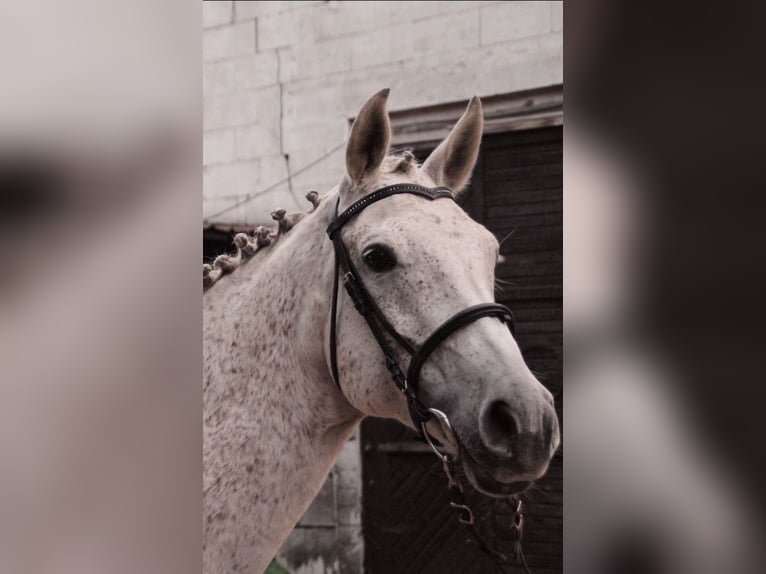 Angloarab Shagya Klacz 20 lat 160 cm Siwa jabłkowita in Schorfheide / Gr. Schönebeck