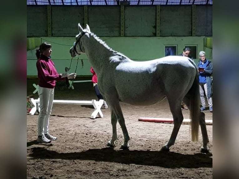 Angloarab Shagya Klacz 20 lat 160 cm Siwa jabłkowita in Schorfheide / Gr. Schönebeck