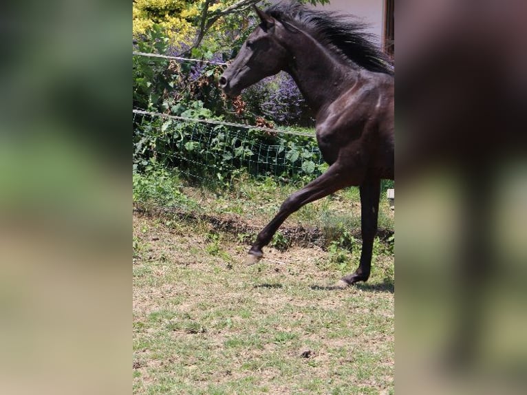 Angloarab Shagya Klacz 2 lat 160 cm Kara in Tiefenbach