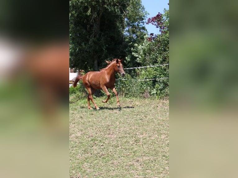 Angloarab Shagya Klacz 2 lat 160 cm Kasztanowata in Tiefenbach