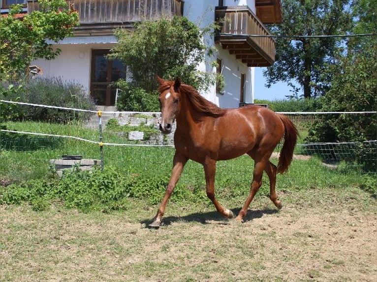 Angloarab Shagya Klacz 2 lat 160 cm Kasztanowata in Tiefenbach