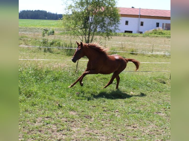 Angloarab Shagya Klacz 2 lat 160 cm Kasztanowata in Tiefenbach