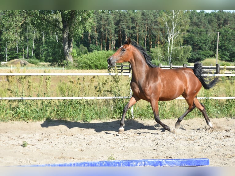 Angloarab Shagya Klacz 3 lat 150 cm Gniada in Główne