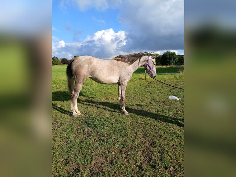 Angloarab Shagya Klacz 3 lat 153 cm Kasztanowatodereszowata in Glücksburg
