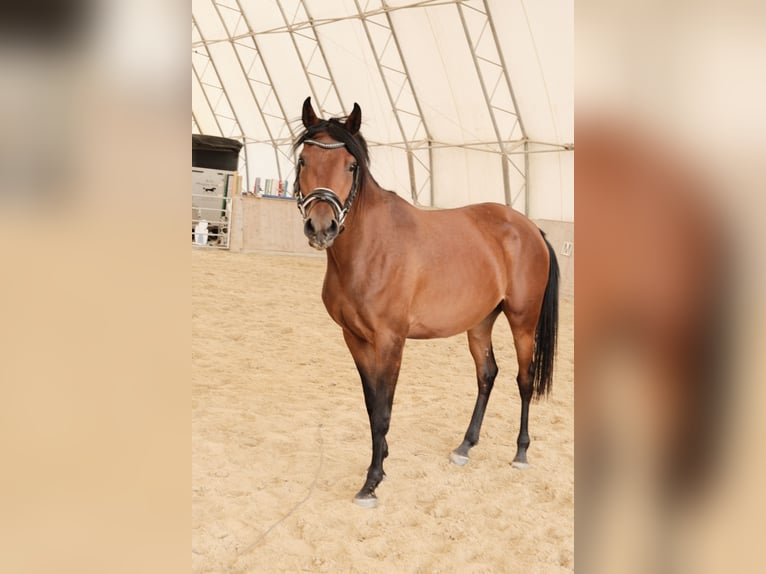 Angloarab Shagya Klacz 3 lat 155 cm Gniada in Neuhaus in der Wart