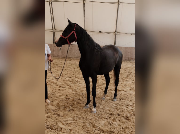 Angloarab Shagya Klacz 3 lat 155 cm Siwa in Neuhaus in der Wart