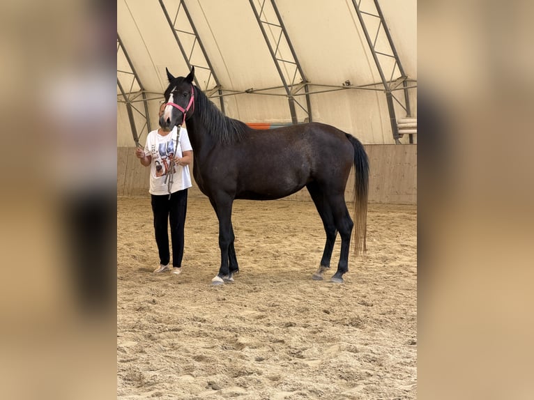 Angloarab Shagya Klacz 3 lat 155 cm Siwa in Neuhaus in der Wart