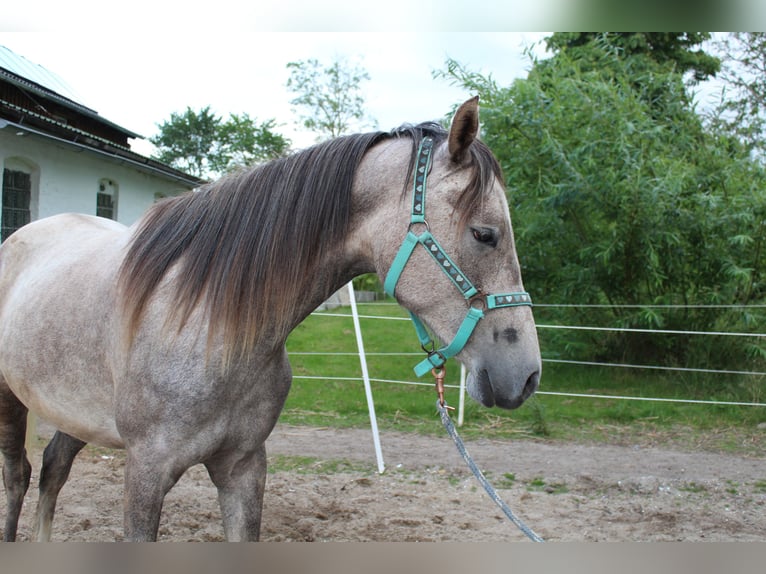 Angloarab Shagya Klacz 3 lat 157 cm Kasztanowatodereszowata in Glücksburg