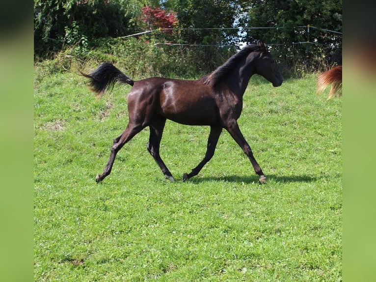 Angloarab Shagya Klacz 3 lat 160 cm Kara in Tiefenbach