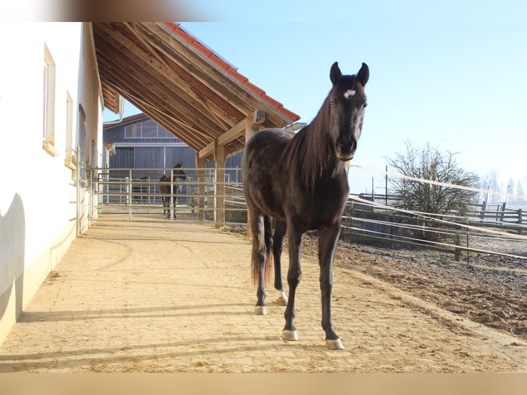 Angloarab Shagya Klacz 3 lat 160 cm Kara in Tiefenbach