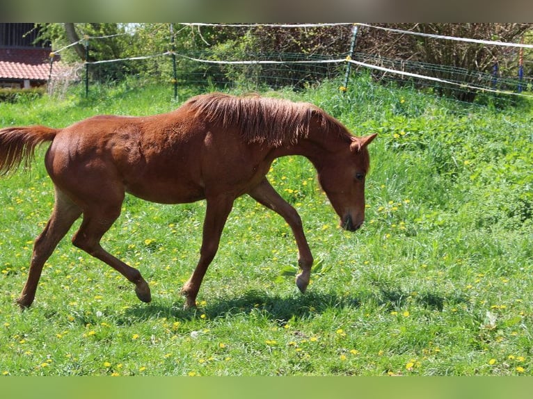 Angloarab Shagya Klacz 3 lat 160 cm Kasztanowata in Tiefenbach