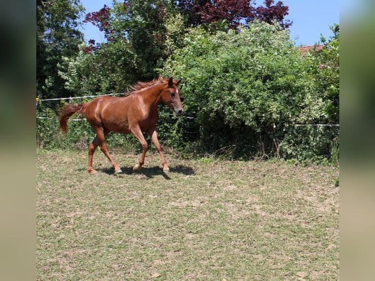 Angloarab Shagya Klacz 3 lat 160 cm Kasztanowata in Tiefenbach