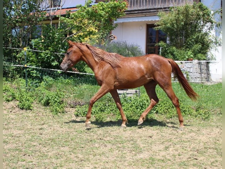 Angloarab Shagya Klacz 3 lat 160 cm Kasztanowata in Tiefenbach