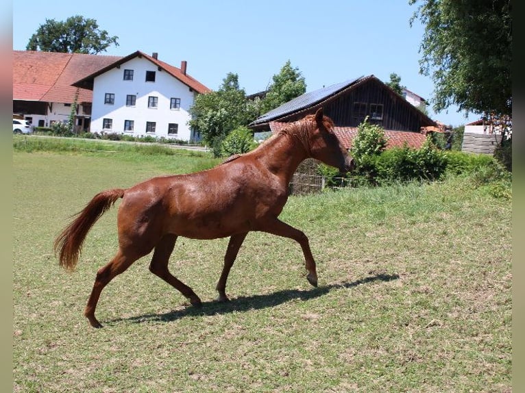 Angloarab Shagya Klacz 3 lat 160 cm Kasztanowata in Tiefenbach