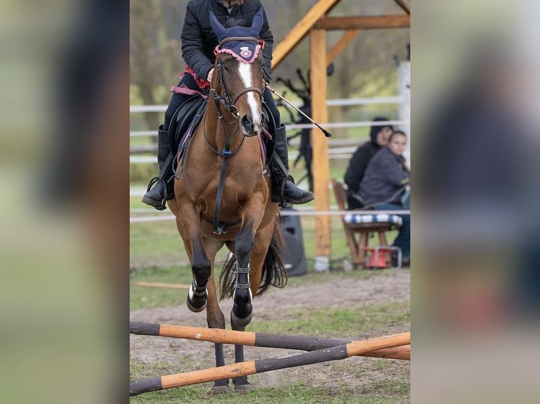 Angloarab Shagya Klacz 4 lat 145 cm Jasnogniada in Senica