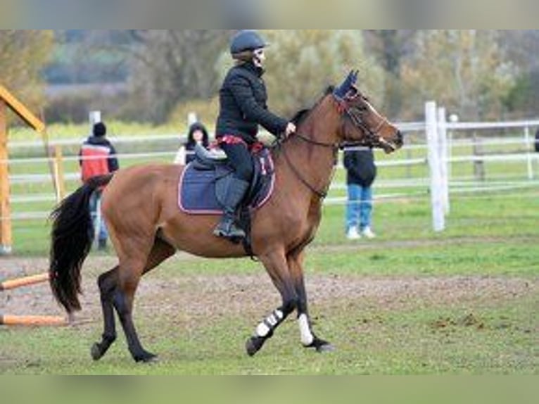 Angloarab Shagya Klacz 4 lat 145 cm Jasnogniada in Senica