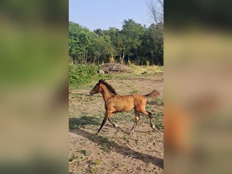 Angloarab Shagya Klacz 4 lat 156 cm Gniada in Bulgaria