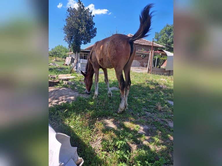 Angloarab Shagya Klacz 4 lat 156 cm Gniada in Bulgaria