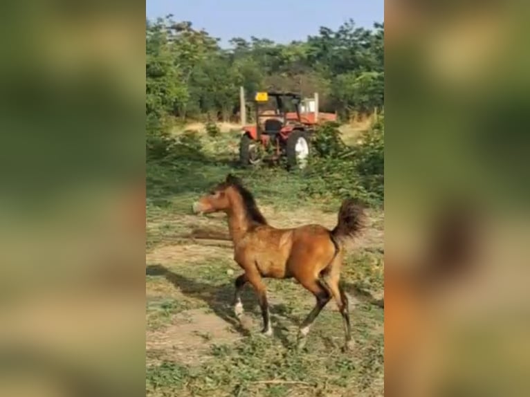 Angloarab Shagya Klacz 4 lat 156 cm Gniada in Bulgaria