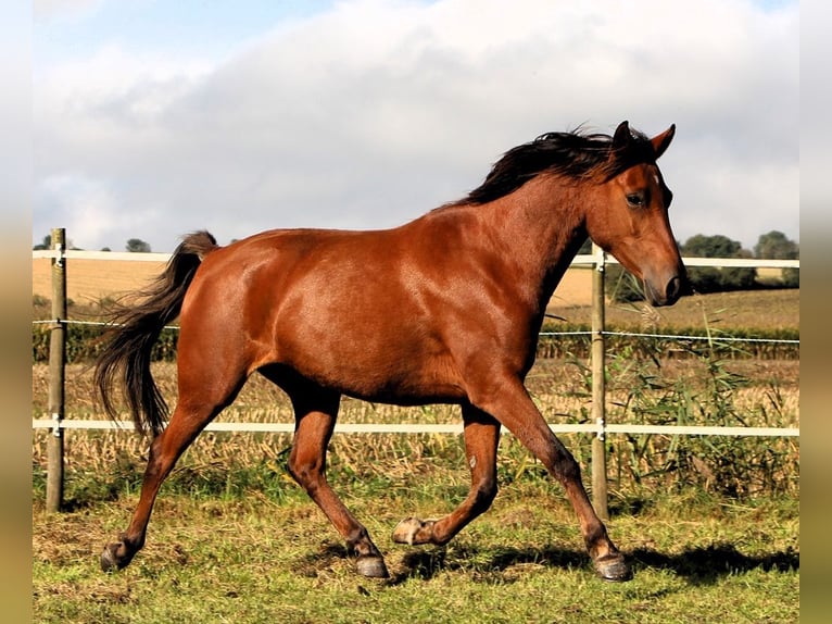 Angloarab Shagya Klacz 5 lat 148 cm Gniada in Kehl