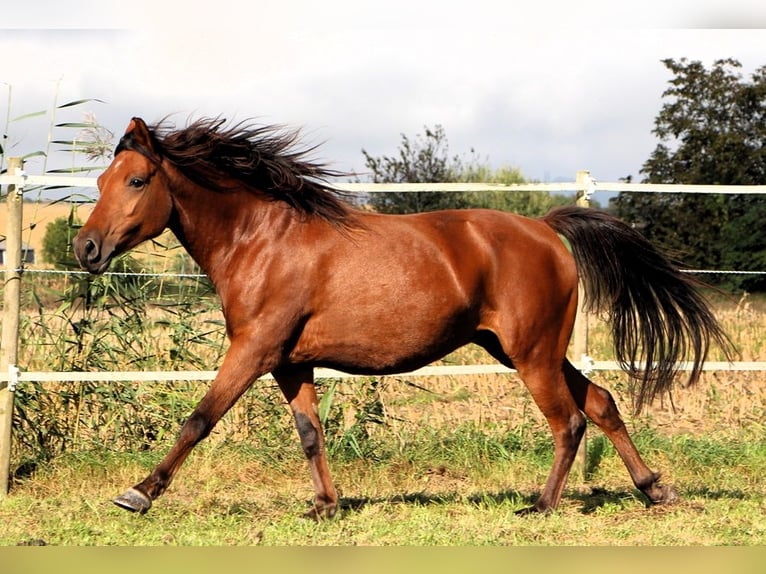 Angloarab Shagya Klacz 5 lat 148 cm Gniada in Kehl