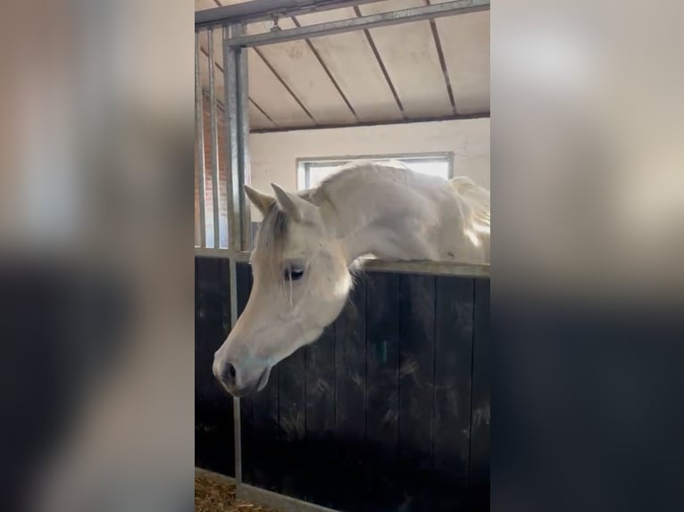 Angloarab Shagya Klacz 5 lat 154 cm Siwa in Talavera De La Reina