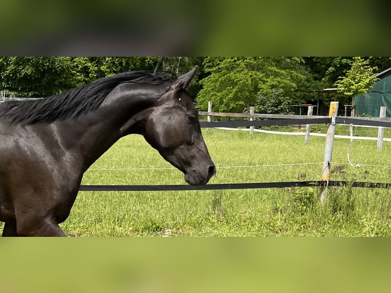 Angloarab Shagya Klacz 5 lat 157 cm Kara in Wolfenb&#xFC;ttel