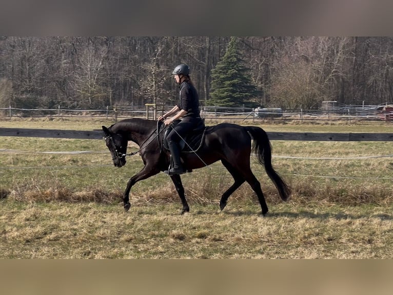 Angloarab Shagya Klacz 5 lat 157 cm Kara in Wolfenbüttel
